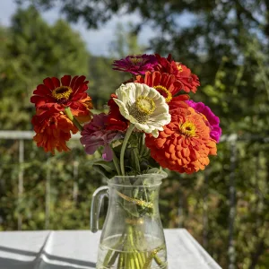 Ramo de zinnias sobre una mesa
