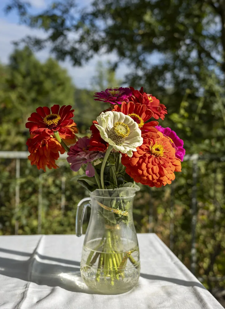 Ramo de zinnias sobre una mesa