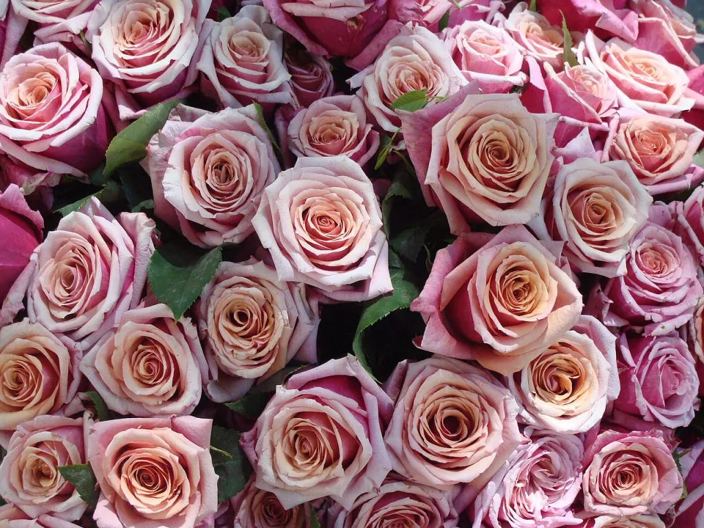 Ramo de rosas rosadas
