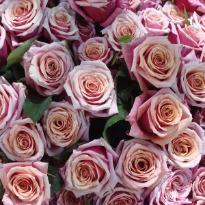 Ramo de rosas rosadas