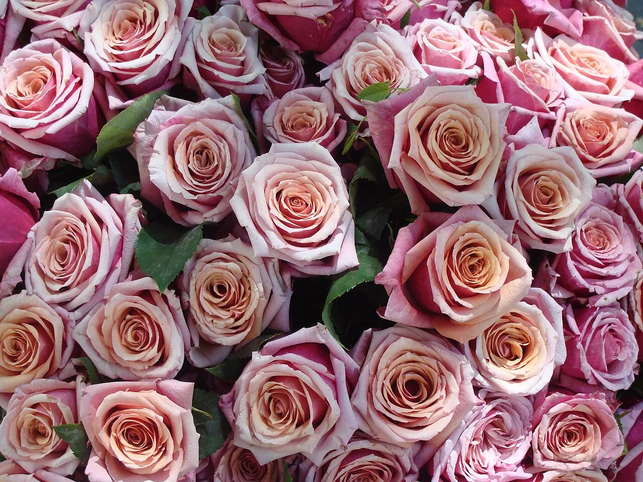Ramo de rosas rosadas