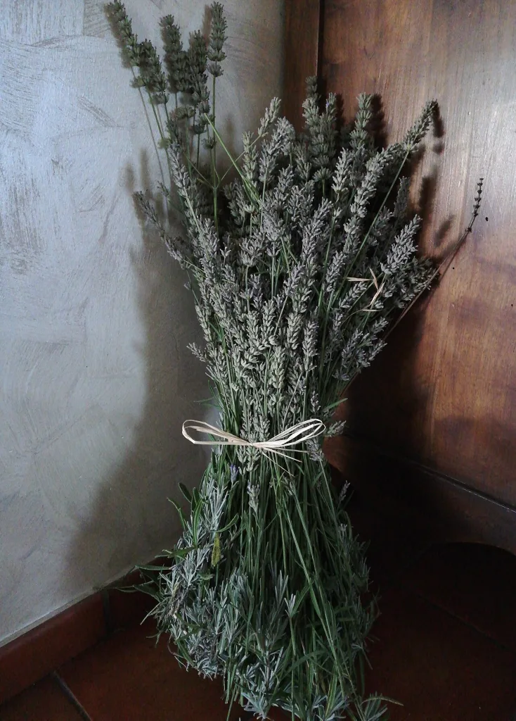 Ramo de lavanda atado