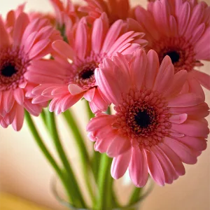 Gerberas rosas en un jarrón