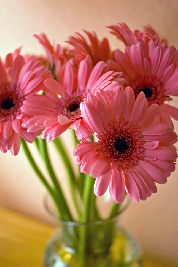Gerberas rosas en un jarrón