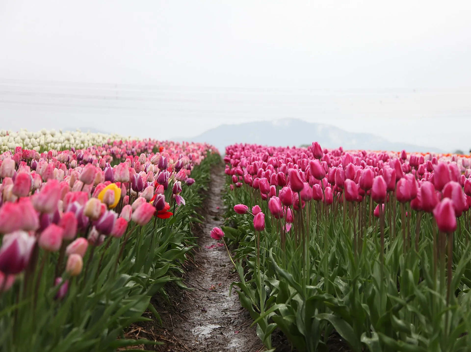 Hileras de tulipanes rosas en un campo