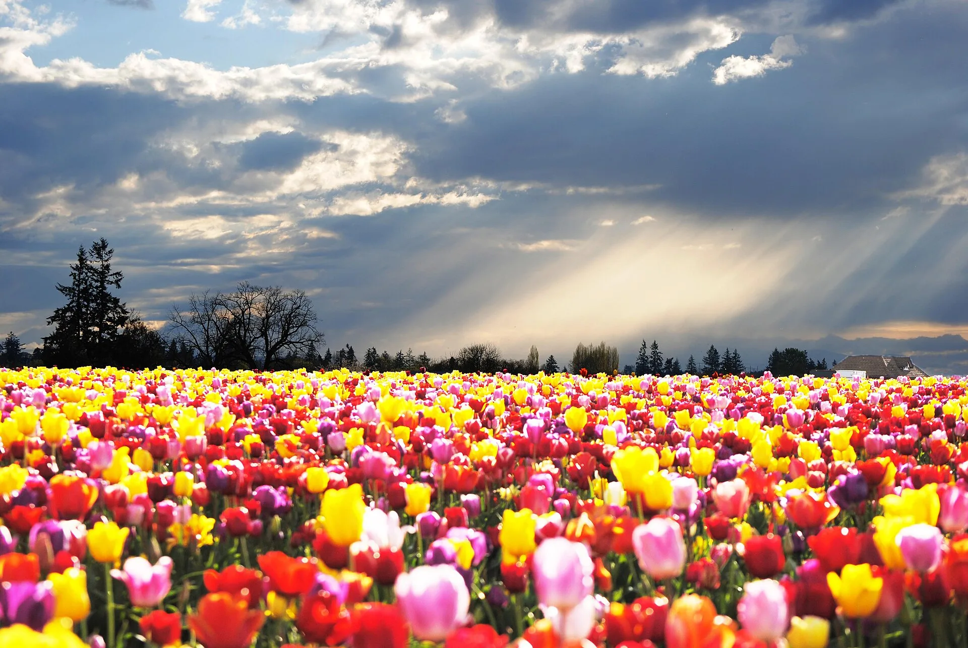 Campo de tulipanes de colores bajo un cielo con rayos de sol